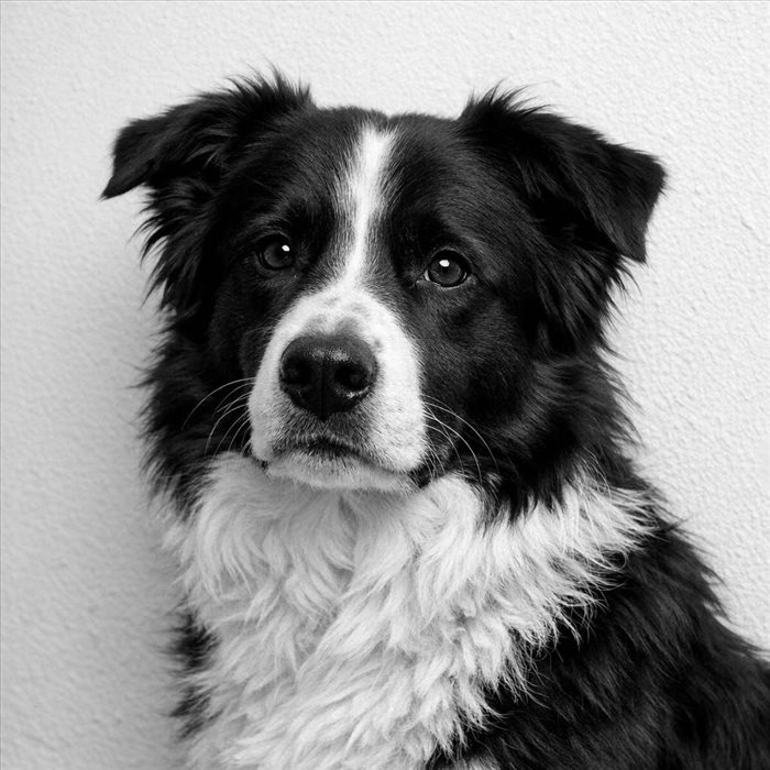 Décorer une Pièce avec un Portrait Animal Noir et Blanc